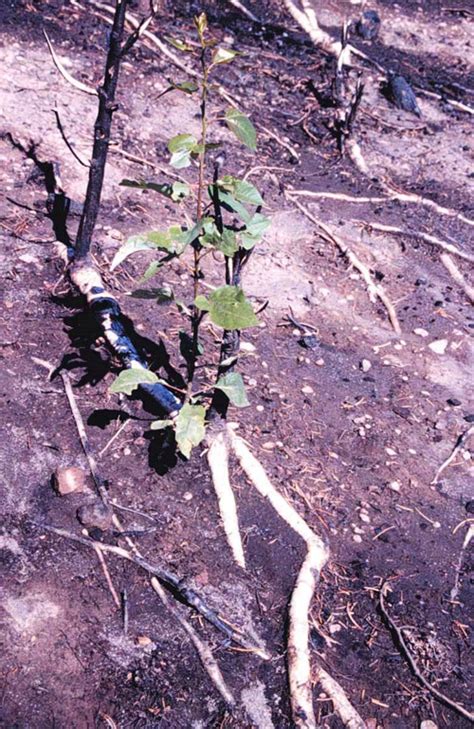 Aspen: A Sign of Hope – Pajarito Environmental Education Center