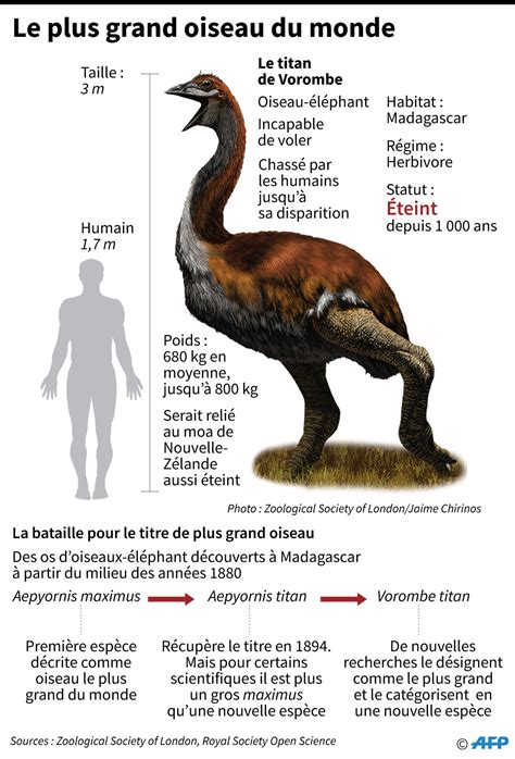 Le Titan de Vorombe remporte le titre de plus gros oiseau du monde