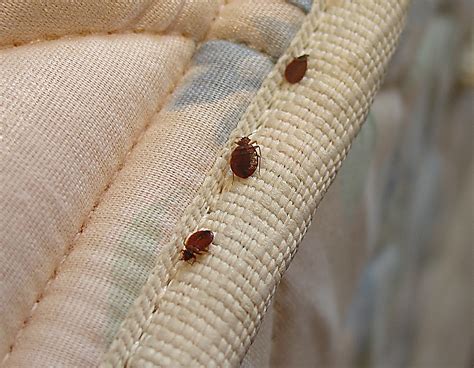 Bed Bugs In Hotel Bedding - Open Press Room