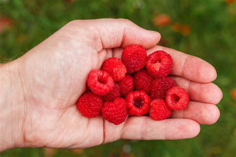 Free Images : nature, plant, sun, fruit, berry, sweet, flower, food, red, harvest, produce ...