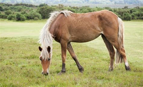 New Forest Pony | Breed Guide | Horsemart