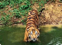 Ranthambore Wildlife Sanctuary in Gurgaon | ID: 7191671273