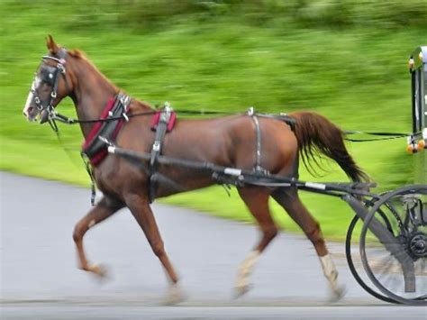 As Amish leave farms for neighborhoods, they need permission to bring horses | Local News ...