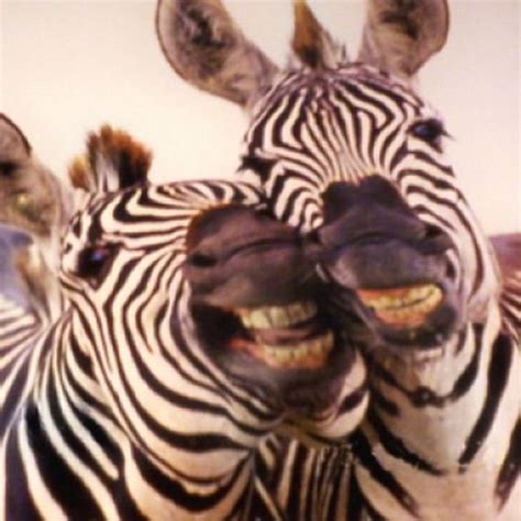 Zebras Laughing - Barnorama