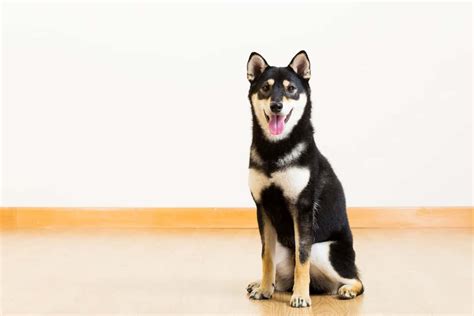 Black Shiba Inu – An Ultimate Guide For Future Owners