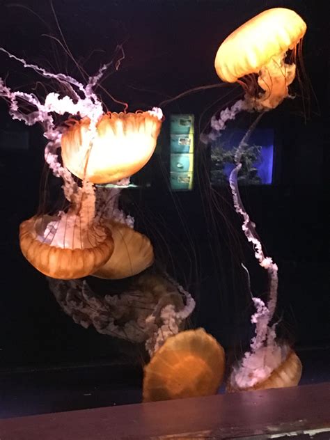Pacific Sea Nettles (Jelly Fish) Medusa, Oklahoma Aquarium, Jelly Fish, Lava Lamp, Pacific ...
