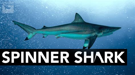 Spinner Shark – Facts & Information – sharksinfo.com