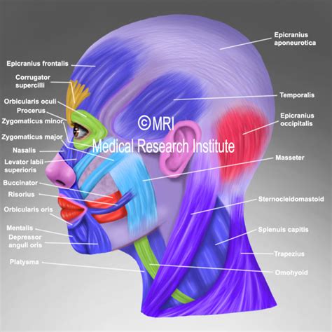 Ear Pain and Hearing Loss, in Migraine, TMJ, and Headache. – Mrimigraine.com