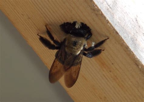 Carpenter bee damage