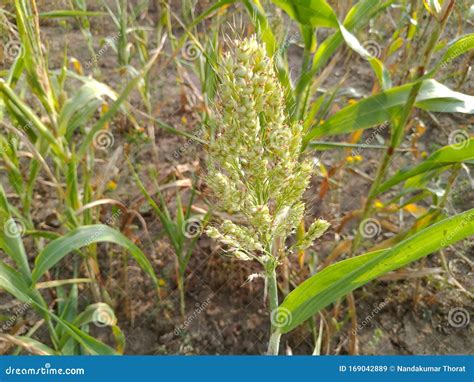 This is a Natural Jawar Crop in the Field Village of Ambegaon Aurangabad Maharashtra India Stock ...