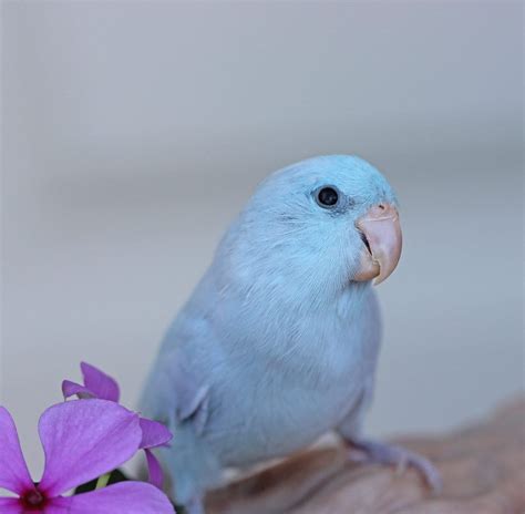 PARROTLETS | Parrotlet, Blue parakeet, Pacific parrotlet