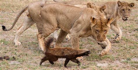 El tejón de la miel, un animal con el que no querrás cruzarte - Dinbeat