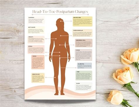 Postpartum Body Changes Handout PDF Printable Doula - Etsy