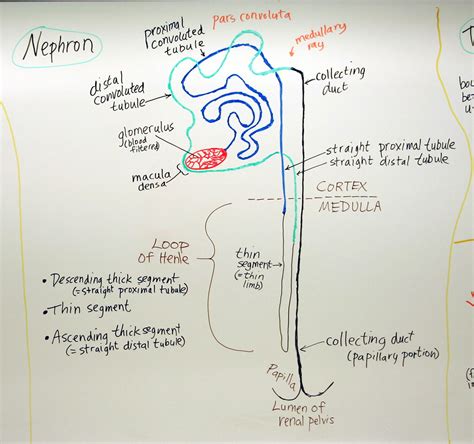 Urinary System:Nephron | A hand drawn sketch by Dr. Christen… | Flickr