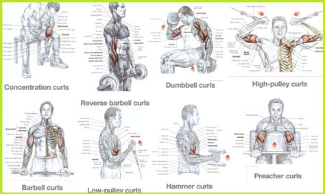 Best Bicep Workouts for Mass Building - Bodydulding