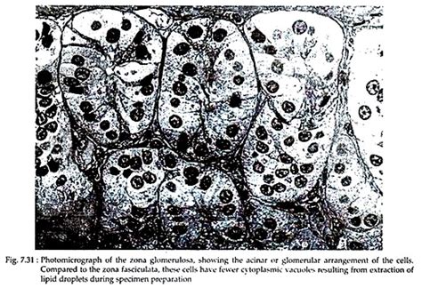 Adrenal Gland: Development, Location and Hormones | Human