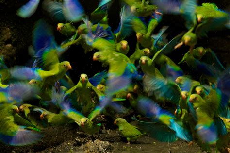 YASUNI NATIONAL PARK: PHOTO GALLERIES: Wildlife Photojournalist Tim Laman