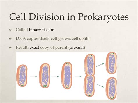 What Is The Difference Between Prokaryotic And Eukaryotic Cell Division ...