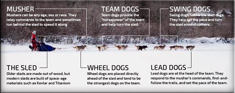 Dog Sled Team Names