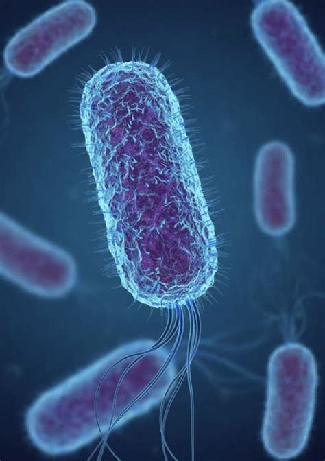 Shigella: Causes, Symptoms, Treatment, and Prevention - THE WORLD SUMMARY