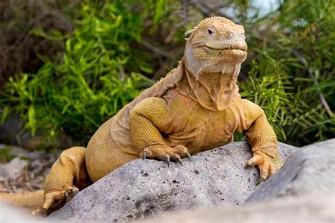 Top 10 Galapagos Land Iguana Facts - A Bright Yellow Iguana