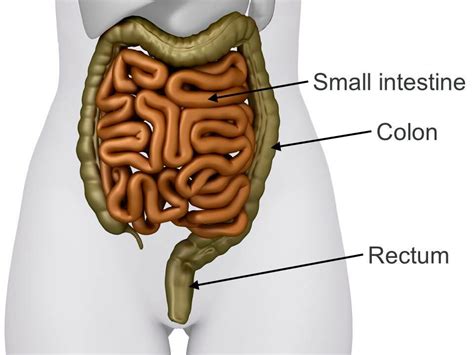 Bowel health | Jean Hailes