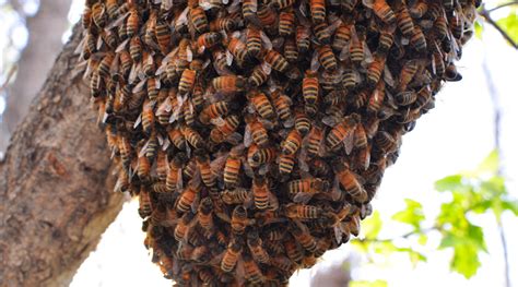 How to Get Bees for your Bee Hive - BackYardHive