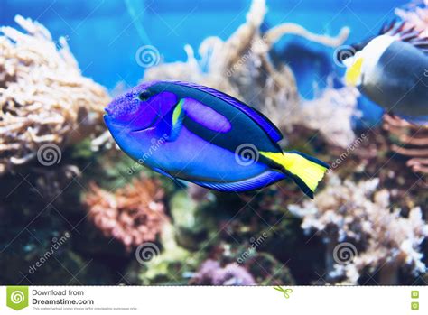 Blue Tang Fish Swimming in a Tank Stock Image - Image of funny ...