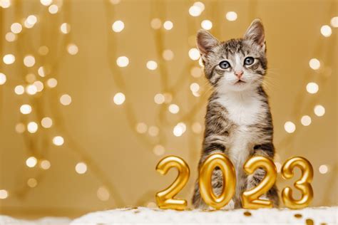 10 Ways to Make 2023 Your Pet’s Best Year Yet - Stack Veterinary Hospital