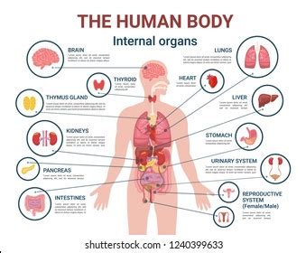 Female Human Anatomy Digestive And Reproductive Systems Photos, Images ...