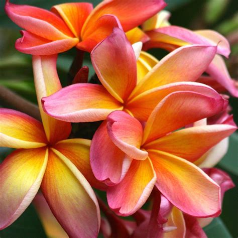 Exotic Rooted Plumeria Plants For Sale Online | Frangipani – Tagged ...