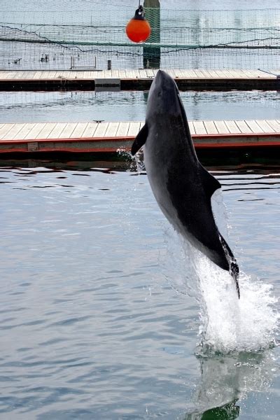 Harbor Porpoise – "OCEAN TREASURES" Memorial Library