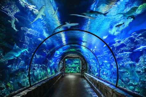 Mandalay Bay And The Shark Reef Aquarium - information online