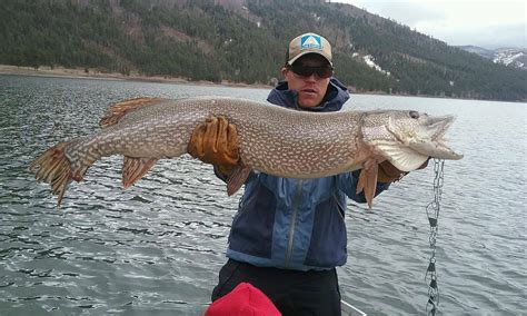 Northern Pike Fishing Tips. How to fish for pike the right way [2024]