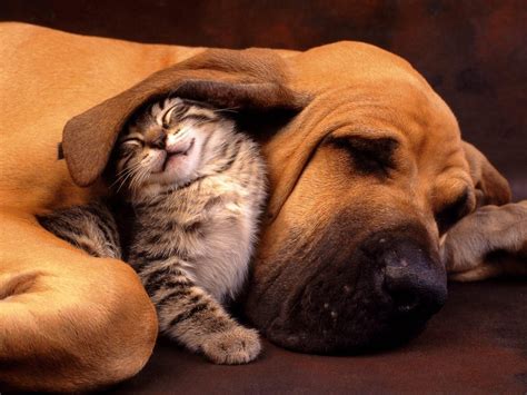 Cat And Dog Snuggling Pictures, Photos, and Images for Facebook, Tumblr, Pinterest, and Twitter