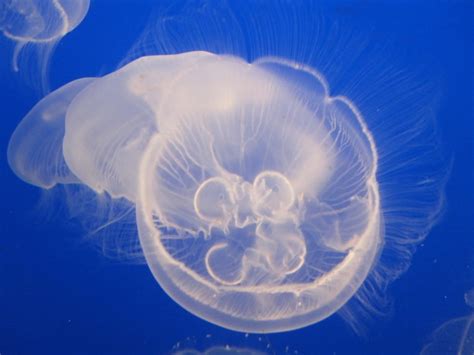 box jellyfish free image | Peakpx