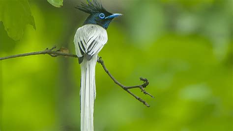 Indian paradise flycatcher Archives | RoundGlass | Sustain