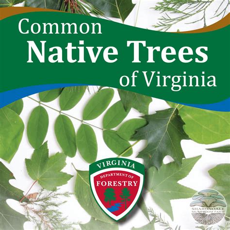 Common Native Trees of Virginia – Sharondale Mushroom Farm