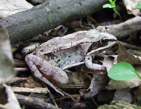 Alaskan Wood Frog Facts, Habitat, Diet, Adaptations, Pictures