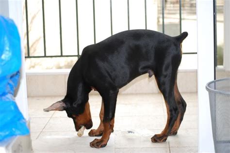 Growth Chart of Puppy - Weight and Height? - Doberman Forum : Doberman Breed Dog Forums ...