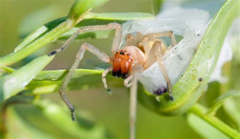 What Does A Yellow Sac Spider Bite Look Like? | Simple Pest Management