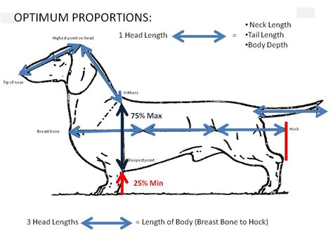 "Quick Reference Guide to Breed Standard for Miniature Long Haired Dachshunds"