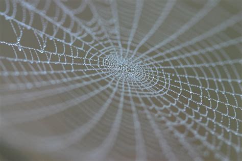 Where do cobwebs come from?