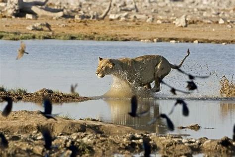 Photo Mug of Lion Young lioness leaping through water Etosha