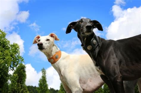 Greyhound Training Tips | Canna-Pet®