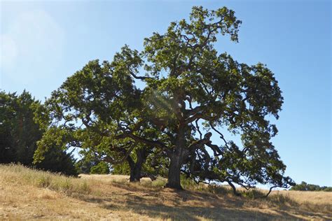 Valley Oak – Nature in Novato