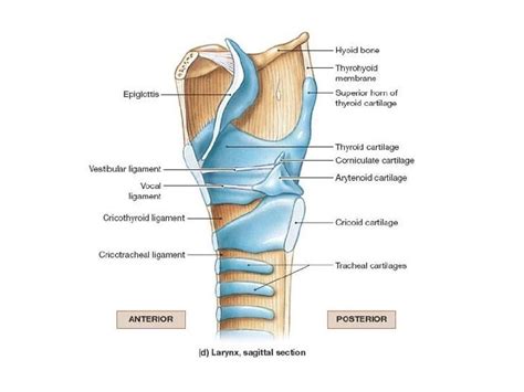 Anatomy Of The Larynx - Anatomical Charts & Posters