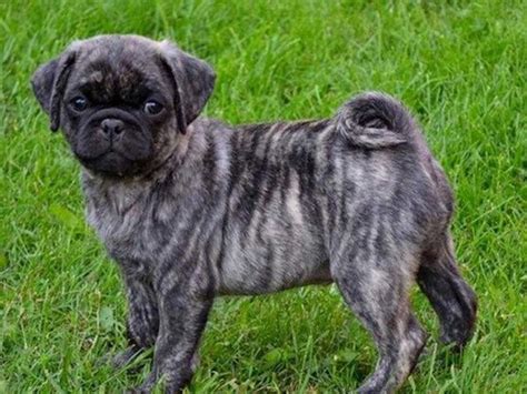 Can 2 Fawn Pugs Have A Black Puppy