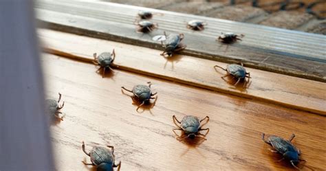 Why Do I Have Roaches If My House is Clean? | ABC Pest Control