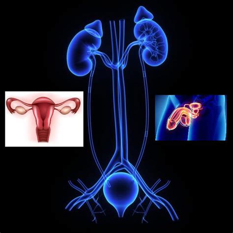 The Urogenital System - SHAGHAF